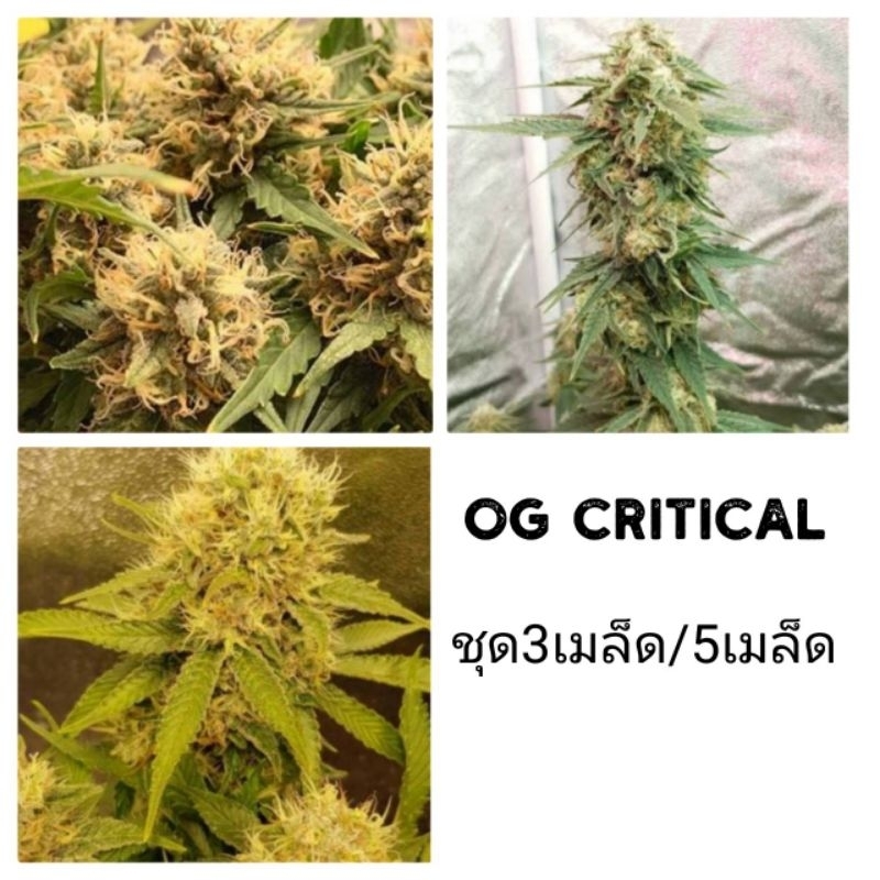 เมล็ดพันธุ์Og Critical เพศเมีย90%ใช้STSทำเมล็ด ชุด5และ3เม็ด