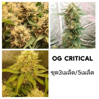 เมล็ดพันธุ์Og Critical เพศเมีย90%ใช้STS5เมล็ด