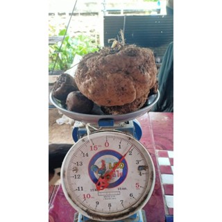 หัวอีหย๋อ(บุกอีรอกเขา)