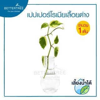 เปปเปอร์โรเมียเลื้อยด่าง ( จำนวน 1 กิ่ง ) Peperomia ต้นไม้ ต้นไม้น้ำ