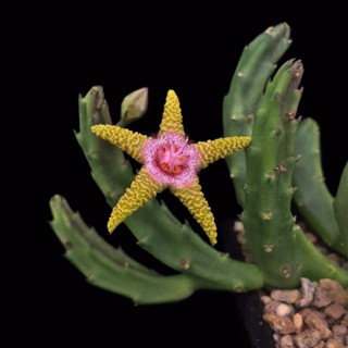 Stapelia flavopurpurea ***กิ่งเด็ดสด 1 กิ่ง***