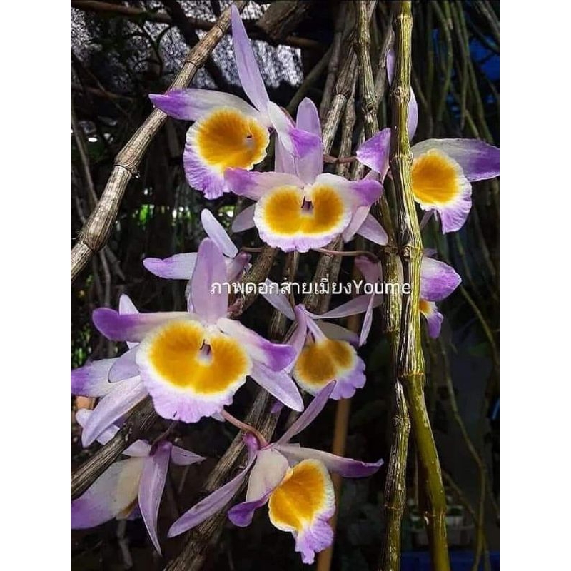 เอื้องสายเมี่ยง1 ต้นพันธุ์มี 3-4 กิ่งผลัดใบนำไปปลูกเอง