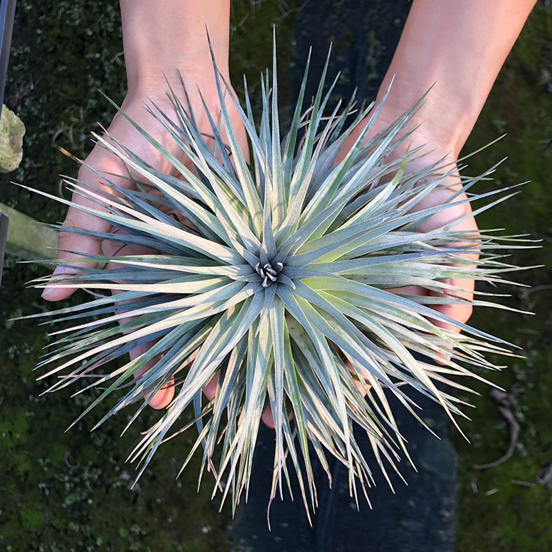 ทิลแลนเซียไอโอนันทา Tillandsia Cotton Candy สัปปะรดสี ไม้ฟอกอากาศ ไม้ใบ ไม้ประดับปลูกในบ้าน ทิลแลนเซีย คอตตอนแคนดี้