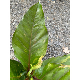 ต้นโชคเก้าชั้นด่างชมพู/สีสวยๆกระถาง 8”/Anthurium hybrid