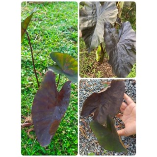 ต้นบอน แบลค โอ ปอล Colocasia black opal สูง60-70 cm.