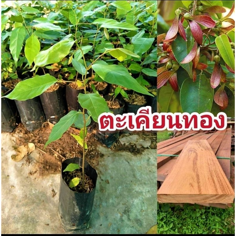 ต้นตะเคียนทอง ไม้เนื้อเเข็ง ราคาเเพง สูง 25-30 ซม. พร้อมปลูก