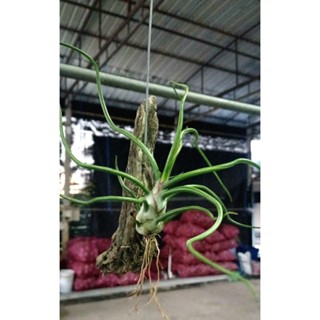 Tillandsia bulbosa ไม้แขวนรากอ่กาศ ไม่ใช้ดิน