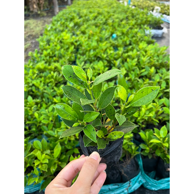 🌿TLP เซ็ท 10 ต้น ไทรเกาหลีปลูกเป็นแนวรั้วราคาประหยัด สูง 10-15 ซม