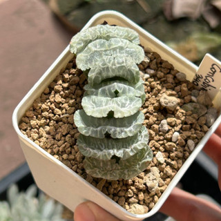 ไม้อวบน้ำ Haworthia Truncata Concubine ฟอร์มกระชับ ไซด์ใหญ่มาก น่าสะสม  [แคดตัส, กระบองเพชร, ฮาโวเทีย, haworthia]