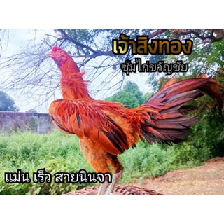 ไข่เชื้อ ไข่ไก่ชน พม่าม้าล่อ เจ้า สิงทอง ซุ้มไก่ ขวัญชัย