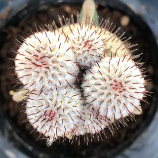 แคคตัส แมม เปเรส หนามตรง  mammillaria perezdelarosae cactus ไม้กราฟ จำนวน 1 ต้น