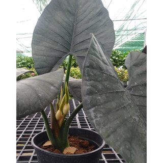 Alocasia reginae นั้นจะมีสีแดงเข้ม สีเขียวเข้มกว่ามากโดยมีเพียงสีฟ้าเท่านั้น แปลกแต่สวย