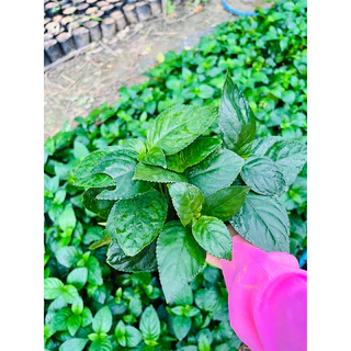 ☘️เนียมหอม ราคาน่าร๊ากๆ(ส่งแบบถุง)🍀‼️ซื้อ2 ถุงถูกกว่า‼️#ต้นเนียมหอมๆๆ#