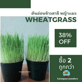 หญ้าเเมว ต้นอ่อนข้าวสาลี (Wheatgrass) จำนวน 2 กระถาง