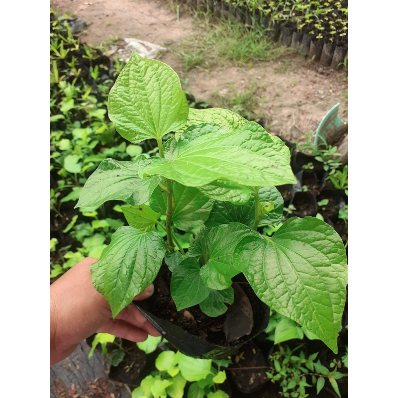 (พร้อมส่ง )ต้นชะพลูหรือผักนางเลิศ