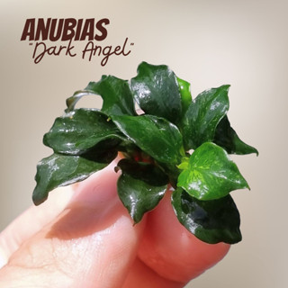 อนูเบียส ดาร์คแองเจิ้ล - Anubias Dark Angel