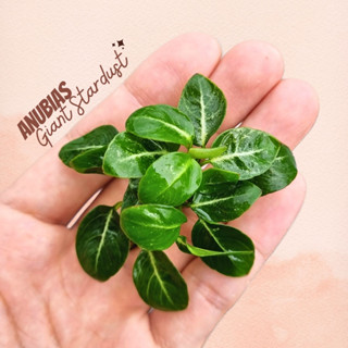 อนูเบียส สตาร์ดัสยักษ์ (ไจแอ้นท์) ไม้น้ำหายาก - Anubias Giant Stardust ต้นไม้น้ำ