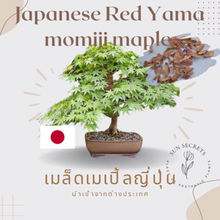 เมล็ดเมล็ดเปิ้ลญี่ปุ่นแท้นำเข้า (Japanese Red Yama momiji maple)