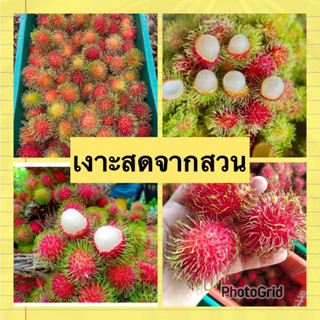 เงาะโรงเรียน​ นน.1Kg. เงาะสดๆจากสวน​ กรอบ​ หวาน​ อร่อย​