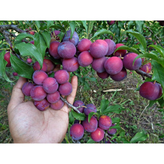 กล้าลูกพลัม 🪴พันธุ์ ซานต้าโลซ่า( Santa Rosa Plums )  กล้าละ 250. - ( สูงประมาณ 30 ซม. / กล้าเสียบยอด )