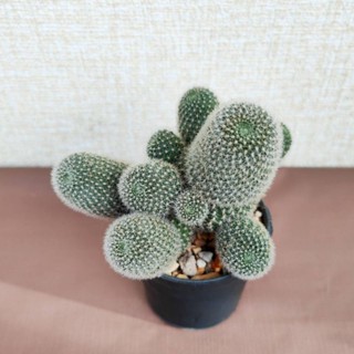 รีบูเทีย (Rebutia) ดอกสีชมพู ขนาด 8-10 cm.