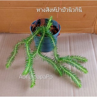 เฟิร์นสาย 🌿หางสิงห์ปาปัวฯ 🌿หางสิงห์คาเมล่อน