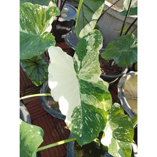 โคโลคาเซีย มิลค์กี้เวย์ Colocasia Milky Way ตัดสดต้นใหญ่