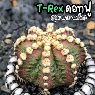 ชุดเพาะเมล็ด 👑 Trex ดอทฟู 👑 (ทีเร็ก X LB2178 ดอทฟู) 🌵กระบองเพชร/แคคตัส 🌵