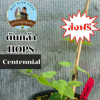 Centennial Hop "กระถาง 6 นิ้ว"  พร้อมปลูก-ต้นกล้าฮอปส์สุขภาพดี (ทำเบียร์,ชงชา) by หมูปลูกผัก