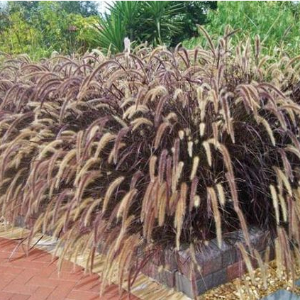 🌾หญ้าน้ำพุ ดอกสีขาว หญ้าแดงแม็กซิกัน ขุดสด รากเยอะ ส่งแบบหุ้มตุ้ม ปลูกง่าย เป็นไม้ทนแดด ปลูกตกแต่งร้านขายกาแฟร้านอาหาร .