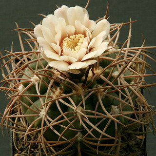 Gymnocalycium catamarcense ssp schmedianum ch1229 แคคตัส กระบองเพชร cactus ยิมโนคาไลเซียม ไม้ประดับ ไม้สะสม