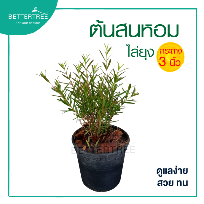 สนหอมกันยุง กระถาง 3 นิ้ว ต้นไม้แดด