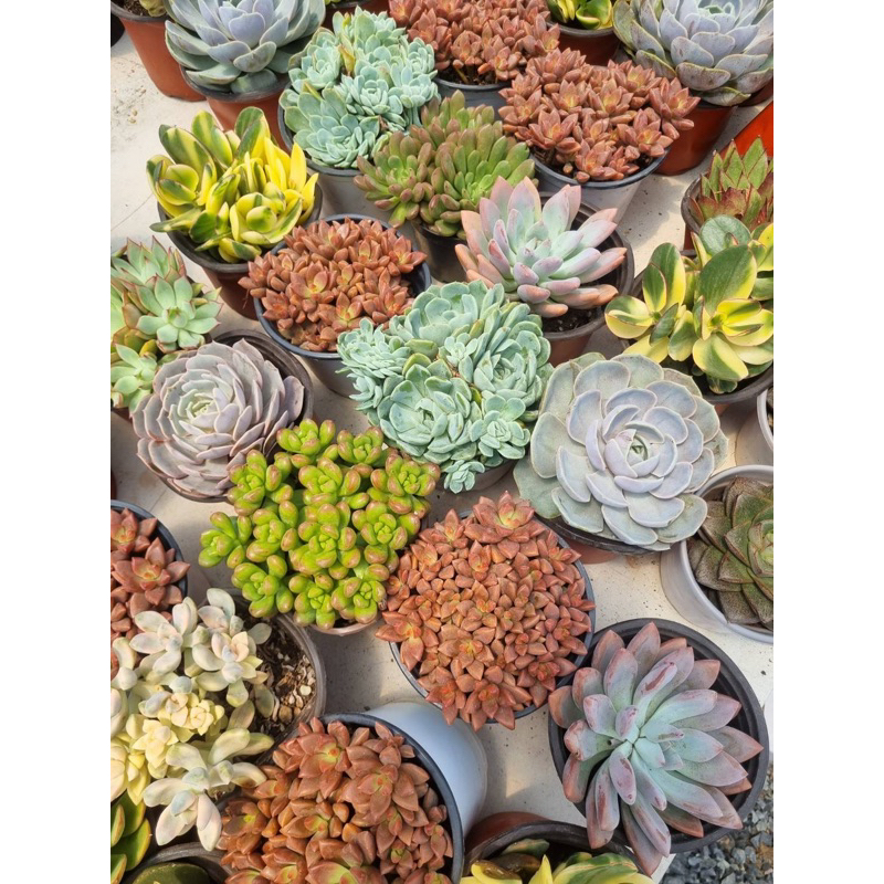 ไม้อวบน้ำ หรือ ซัคคิวเลนท์ (Succulent)เลี้ยงง่าย เหมาะกับมือใหม่หัดปลูกต้นไม้ คนที่ไม่ค่อยมีเวลาดูแล