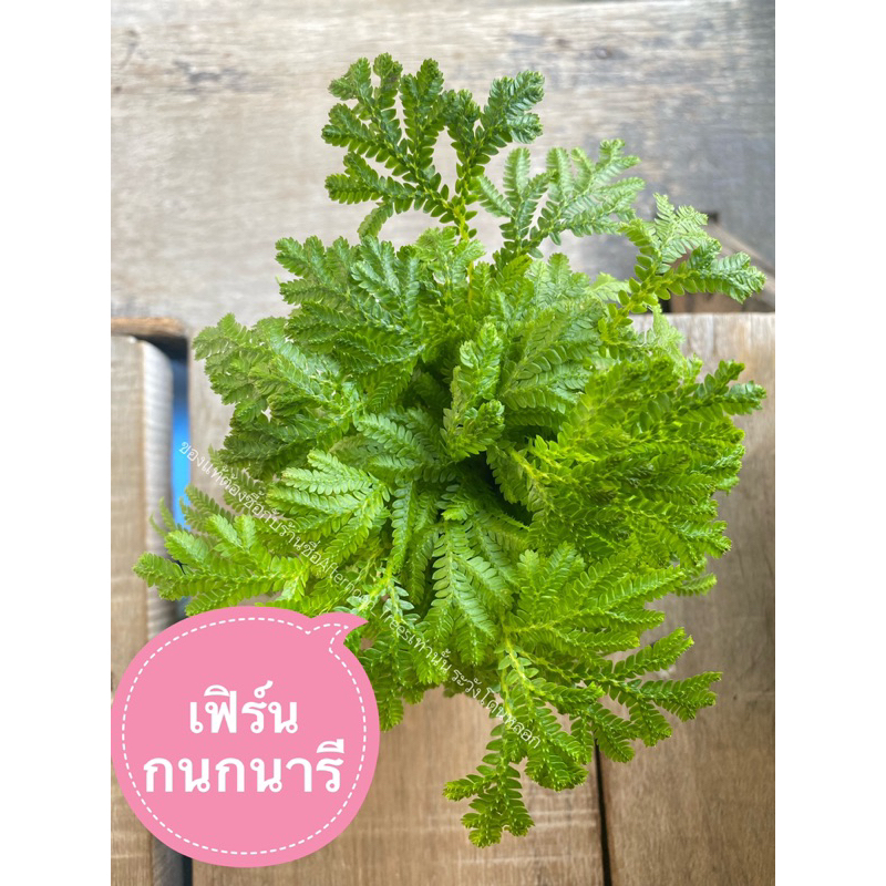 เฟิร์นกนกนารี อยู่ในห้องนอนได้ ส่งพร้อมกระถางขนาด3นิ้ว
