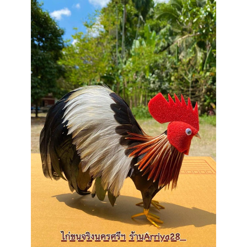ไก่ขนจริงตัวผู้สูง 6 นิ้ว