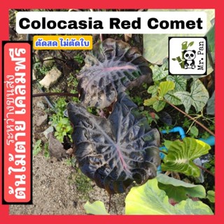 colocasia Red Comet ตัดสดไม่ตัดใบ โคโลคาเซีย เรด โคมีท