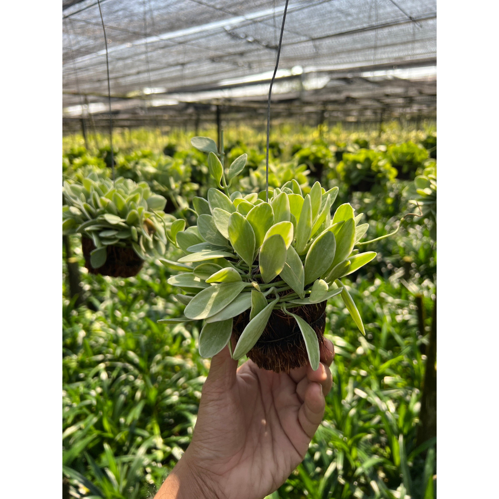 มุมมอง 3