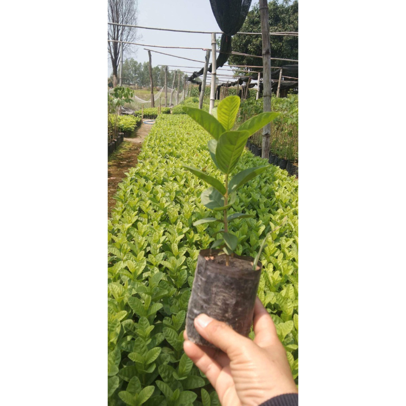 ต้นฝรั่งขี้นก ต้นฝรั่งใส้แดง เพาะเมล็ด ขนาด15 -20 เซน เสียหายเคลมฟรี - รูปที่ 2