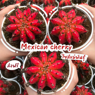 ยิมโนด่างไซส์แม่พันธุ์ MEXICAN CHERRY ด่างครบ หายาก! หน่อมาเพียบ พร้อมส่ง‼️