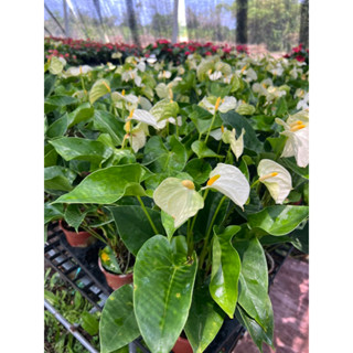 #ดอกหน้าวัว สีขาว งานพรีเมี่ยม (Anthurium) กระถาง 6 นิ้ว สูง 40-50 ซม. ไม้ดอกประดับ พุ่มเยอะ ดอกใหญ่ โดดเด่น สวยงาม