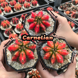 (ส่งฟรี) กระบองเพชรต้นใหญ่ ยิมโนด่าง carnelian 🧡