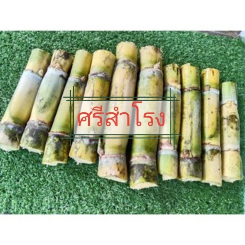 อ้อยศรีสำโรง1อ้อยคั้นน้ำ​ ลำใหญ่​ ชุดละ20ข้อตาตัดเป็น2ข้อ