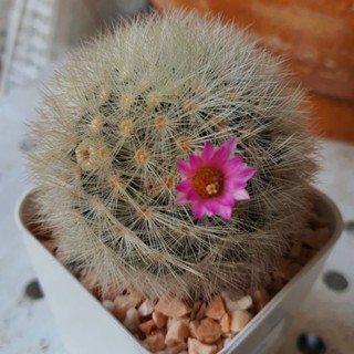 แมมมิลลาเรีย คามิเน่ แคคตัส (Mammillaria carmenae) ไม้เมล็ด ไชค์ให้ดอก