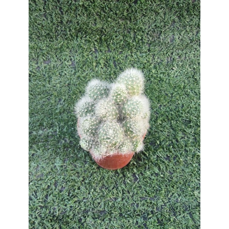 ต้นรีบูเทีย พลูวิโนซ่า ฟอร์มกอ [Rebutia Pulvinosa] ไม้ในกระถาง1นิ้วครึ่ง