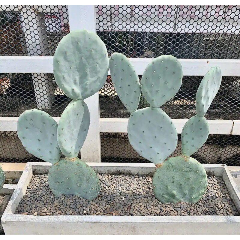 ตัดสดโอพันเทียโรบัสต้าไจแอ๊นท์ ผล และใบทานได้ opuntia robusta giant