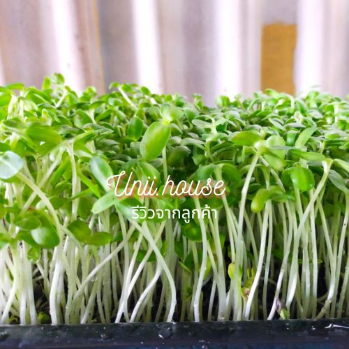เมล็ดต้นอ่อนทางตะวัน (ลาย / ดำลาย) ต้นอ่อนทางตะวัน