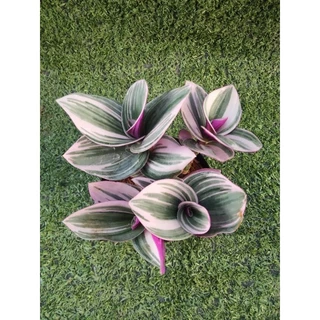 ต้นสายใยรักด่างชมพูและต้นสายใยรักด่างขาว [ Tradescantia Nanouk และ Sillamontana Variegated ] ในกระถาง3"และ2"r