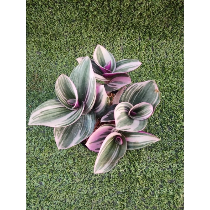 ต้นสายใยรักด่างชมพู [ Tradescantia zebrina bosse ] ในกระถาง3"