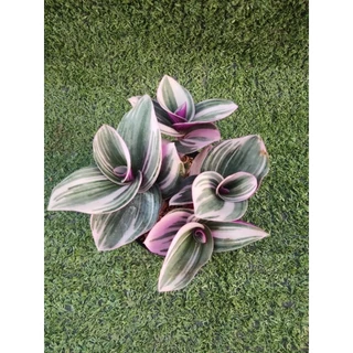 ต้นสายใยรักด่างชมพูและต้นสายใยรักด่างขาว [ Tradescantia Nanouk และ Sillamontana Variegated ] ในกระถาง3"และ2"r