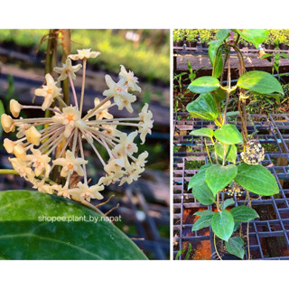 hoya quinquenervia (พร้อมออกดอก)